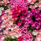 500 MIXED COLORS GODETIA Clarkia Amoena Flower Seeds