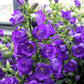 200 Blue CANTERBURY BELLS - CAMPANULA Medium Flower Seeds