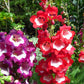 100 SENSATION MIX PENSTEMON Hartwegii Beardtongue Mixed Colors Two Tone Red, Pink, White, Purple, White Flower Seeds