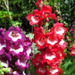 10 SCARLET PENSTEMON Hartwegii Beardtongue Red & White Flower Seeds
