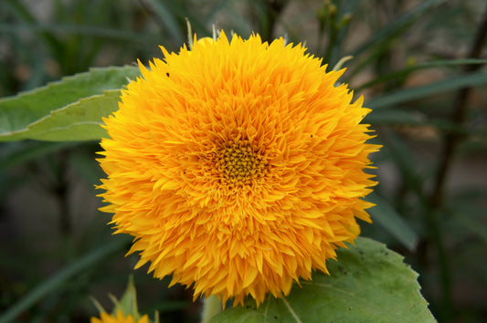150 Double DWARF TEDDYBEAR SUNFLOWER Helianthus Annuus Yellow Flower Seeds