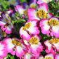 200 Mixed Colors BUTTERFLY ORCHID (Poor Mans Orchid / Angel Wings) Schizanthus Wisetonensis Flower Seeds