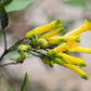 250 TREE TOBACCO Nicotiana Glauca Yellow Trumpet Flower Herb Shrub Seeds