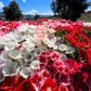 500 MIXED COLORS GODETIA Clarkia Amoena Flower Seeds