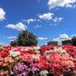 500 MIXED COLORS GODETIA Clarkia Amoena Flower Seeds
