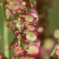 200 LARGE LEAF SORREL (Garden Sorrel / Spinach Dock / Redshank) Rumex Acetosa Vegetable Seeds