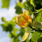 15 TULIP POPLAR TREE Yellow Flower Liriodendron Tulipifera Whitewood Seeds
