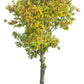 10 DWARF GOLDEN RAIN TREE Koelreuteria Paniculata Nana Yellow Flower Seeds