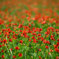 10 ADONIS PHEASANTS EYE Adonis Aestivalis Red & Black Flower Seeds