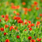10 ADONIS PHEASANTS EYE Adonis Aestivalis Red & Black Flower Seeds