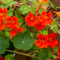 25 Dwarf RED EMPRESS NASTURTIUM Tropaeolum Majus Nanum Hummingbird Flower Seeds