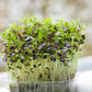 200 RED Streaked MIZUNA MUSTARD Japanese Greens Brassica Juncea Vegetable Seeds