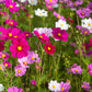 350 COSMOS SENSATION MIX Mixed Colors Cosmos Bipinnatus Flower Seeds