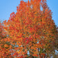 50 AMERICAN SWEETGUM Liquidambar Styraciflua Storax Alligator Sweet Gum Tree Seeds - Great Fall Color! Red Yellow Orange Purple