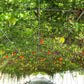 2 GAC FRUIT Gac Melon Vine Momordica Cochinchinensis Seeds