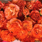 50 ORANGE CARNATION Dianthus Caryophyllus Chabaud Double Flower Seeds