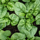 1500 BLOOMSDALE SPINACH Spinacia Oleracea Vegetable Seeds