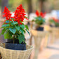 400 SCARLET SAGE (Lady-In-Red Salvia / Blood Sage / Red Texas Sage) Salvia Coccinea Flower Seeds