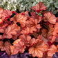1200 Mixed Colors CORAL BELLS HEUCHERA Shade Flower Seeds