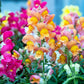 2000 SNAPDRAGON CORONA MIX Antirrhinum Majus Flower Seeds
