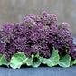 200 PURPLE SPROUTING BROCCOLI Brassica Oleracea Vegetable Seeds