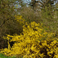 10 DWARF GOLDEN RAIN TREE Koelreuteria Paniculata Nana Yellow Flower Seeds