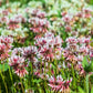 1500 ALSIKE CLOVER Trifolium Hybridum Pink & White Flower Legume Seeds