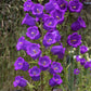 200 Blue CANTERBURY BELLS - CAMPANULA Medium Flower Seeds