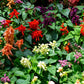 100 MIXED COLORS SALVIA Splendens Red Purple White Pink Sage Flower Seeds