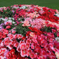 500 MIXED COLORS GODETIA Clarkia Amoena Flower Seeds