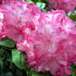 50 MIXED HYBRIDS RHODODENDRON spp. Mixed Colors - Red, Pink, Purple, White, Yellow, Orange Flower Sun or Shade Bush Shrub Seeds