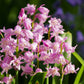 10 WOOD HYACINTH Mixed Colors English Woodland Spanish Bluebell Scilla Campanulata Hyacinthoides Hispanica Pink Purple White Flower Seeds