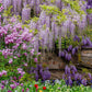 5 JAPANESE WISTERIA Floribunda Flower Purple Ornamental Vine Climber Seeds