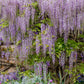 5 JAPANESE WISTERIA Floribunda Flower Purple Ornamental Vine Climber Seeds