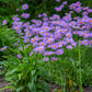 50 Blue EAST INDIES ASTER Tongolensis Flower Seeds