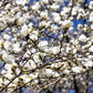10 SOUTHERN MAGNOLIA TREE 12" White Flowers Native Grandiflora Bull Bay Seeds