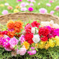 100 Mixed Colors PORTULACA MOSS ROSE Grandiflora Flower Seeds