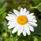 1000 DWARF White SHASTA DAISY Chrysanthemum Maximum Flower Seeds