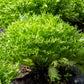 3000 GREEN CURLED ENDIVE (Frisée / Salad Endive / Moss Curled Endive / Escarole) Cichorium Endivia Vegetable Seeds