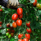 500 ITALIAN ROMA TOMATO Lycopersicon Lycopersicum Fruit Vegetable Seeds