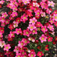 50 ROSE ROBE SAXIFRAGA Arendsii Mossy Rockfoil Evergreen Flower Seeds