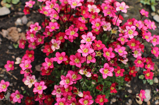 50 ROSE ROBE SAXIFRAGA Arendsii Mossy Rockfoil Evergreen Flower Seeds