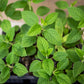 200 Lemon LEMONY CATNIP Nepeta Cataria Citriodora Herb Flower Seeds