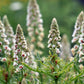 200 WHITE MIGNONETTE Reseda Alba Very FRAGRANT Flower Seeds