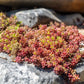 150 MIXED SEDUM Stonecrop Succulent Groundcover Red White Yellow Pink Purple Flower Seeds