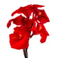 5 RED CANNA LILY Indian Shot Canna Indica Flower Seeds