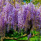5 BLUE CHINESE WISTERIA Sinensis Ornamental Vine Climber Blue Violet Purple Flower Seeds