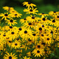 2000 BLACK EYED SUSAN Rudbeckia Hirta Yellow Heirloom Native Flower Seeds