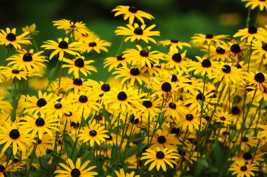 2000 BLACK EYED SUSAN Rudbeckia Hirta Yellow Heirloom Native Flower Seeds