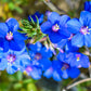 100 BLUE & SCARLET PIMPERNEL Anagallis Monellii Anagallis Arvensis Flower Seeds